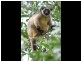 Malanda QLD 4885
