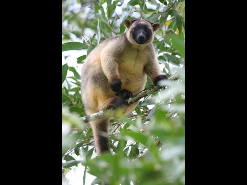 Malanda QLD 4885