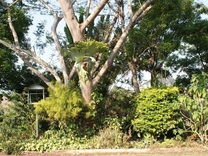 Upper Barron QLD 4883