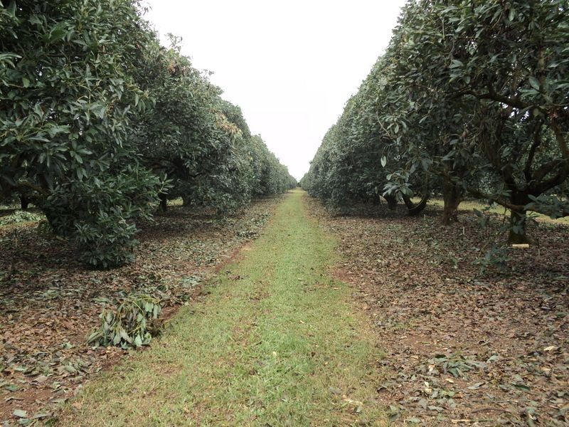 224 Mehmet Road, Tolga QLD 4882