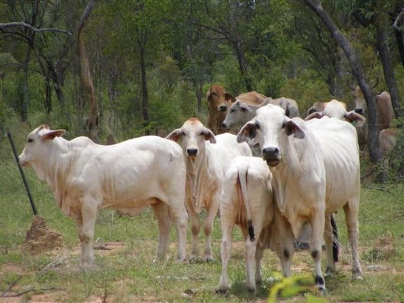 Esmeralda Station, Croydon QLD 4871