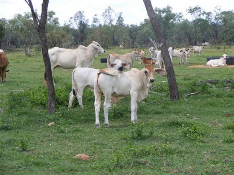 Esmeralda Station, Croydon QLD 4871