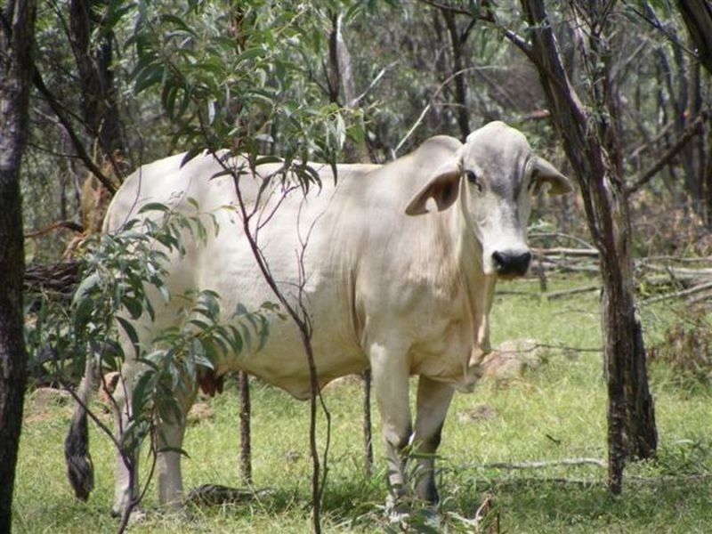 Esmeralda Station, Croydon QLD 4871