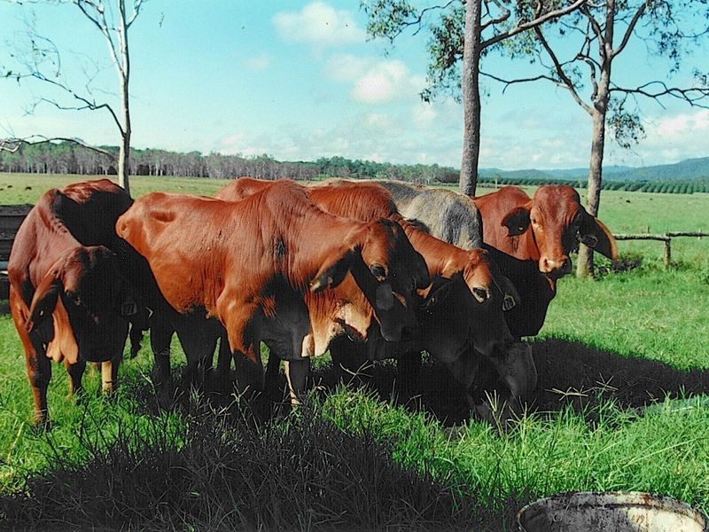 Atherton QLD 4883