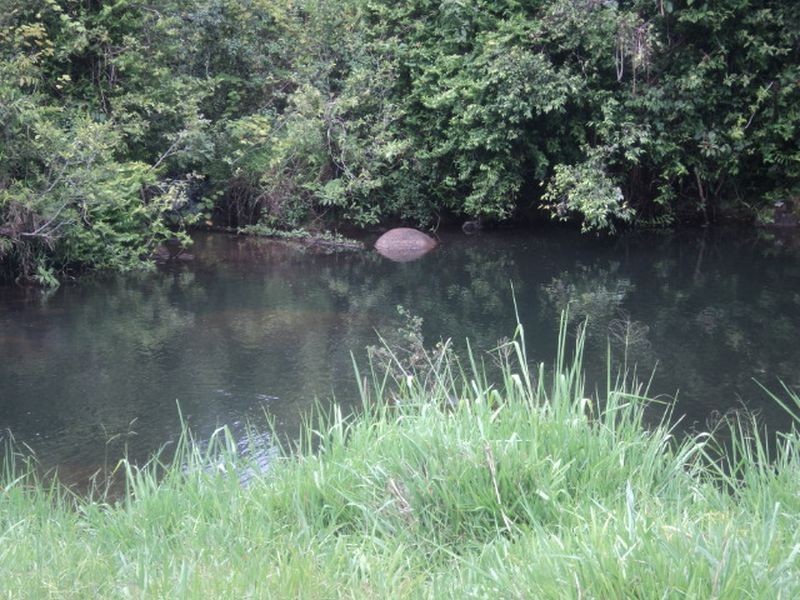 Millaa Millaa QLD 4886