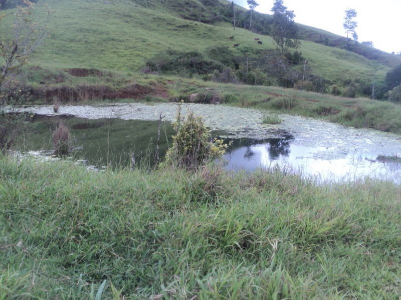 Millaa Millaa QLD 4886