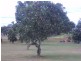Tolga QLD 4882