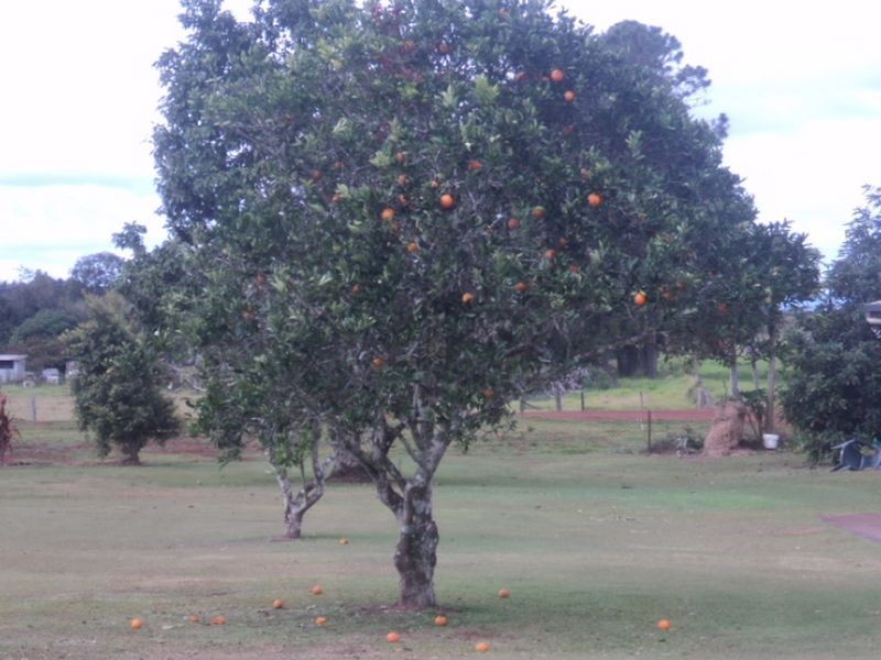 Tolga QLD 4882