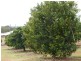 Tolga QLD 4882