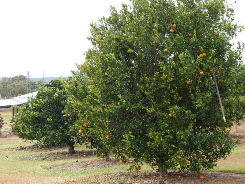 Tolga QLD 4882