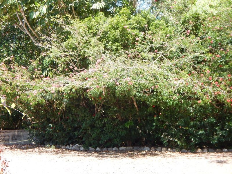 37 Ray Road, Mareeba QLD 4880