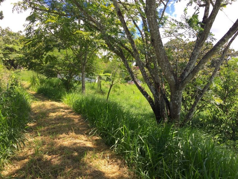 Millaa Millaa QLD 4886