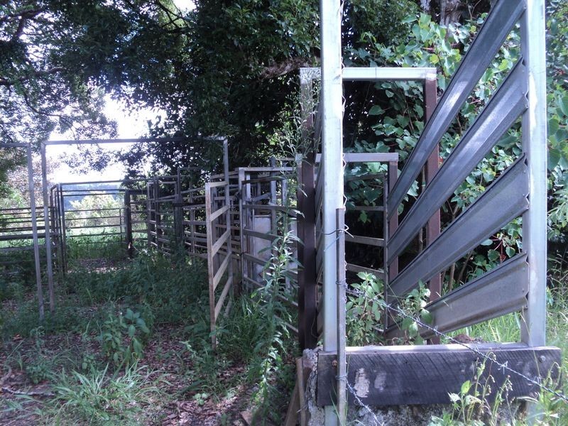 Millaa Millaa QLD 4886