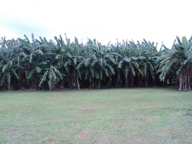 Tolga QLD 4882