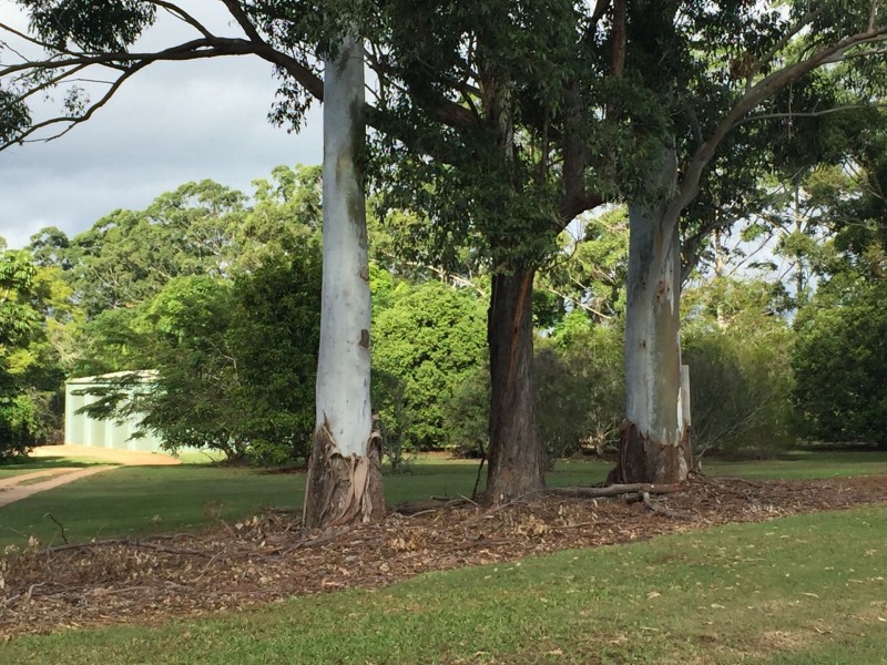 Tolga QLD 4882