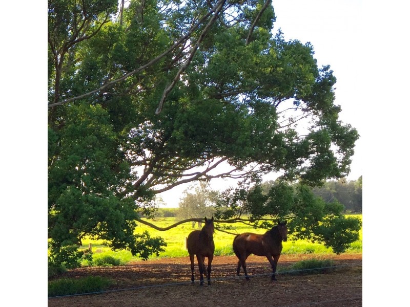 Yungaburra QLD 4884