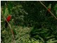 Malanda QLD 4885