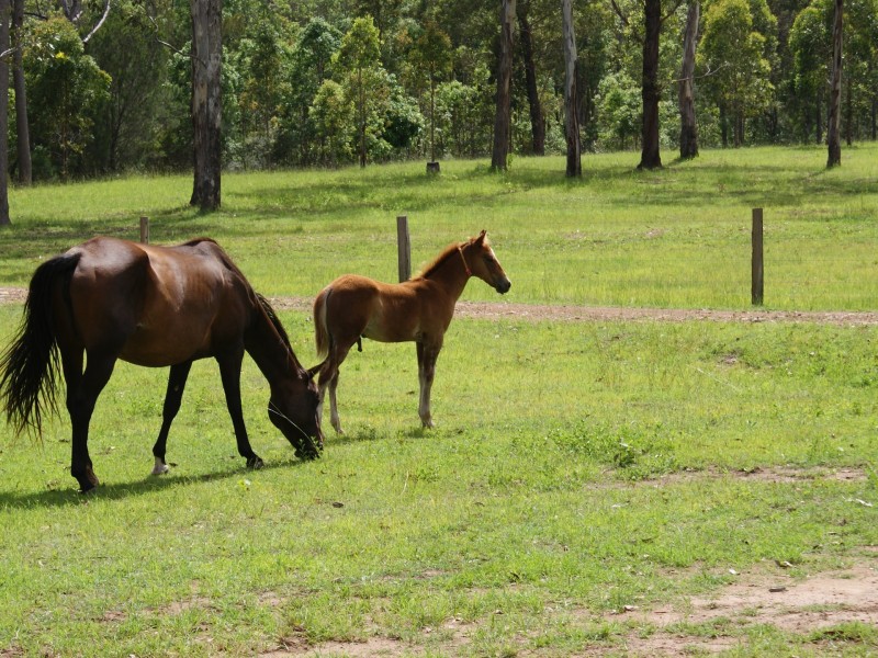 Ravenshoe QLD 4888