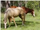 Ravenshoe QLD 4888