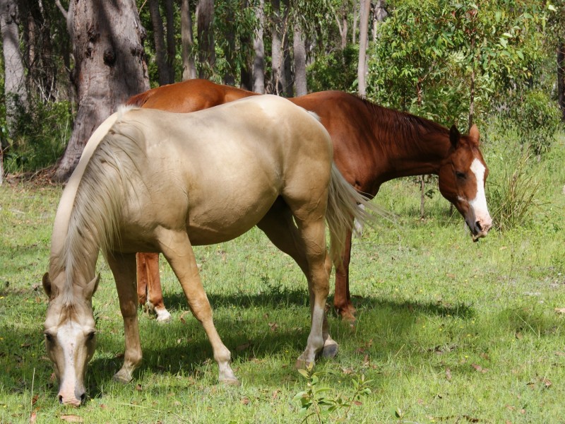 Ravenshoe QLD 4888