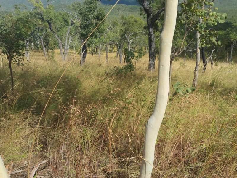Cooktown QLD 4895