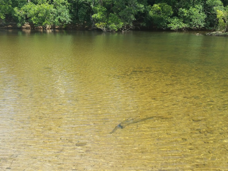 Cooktown QLD 4895