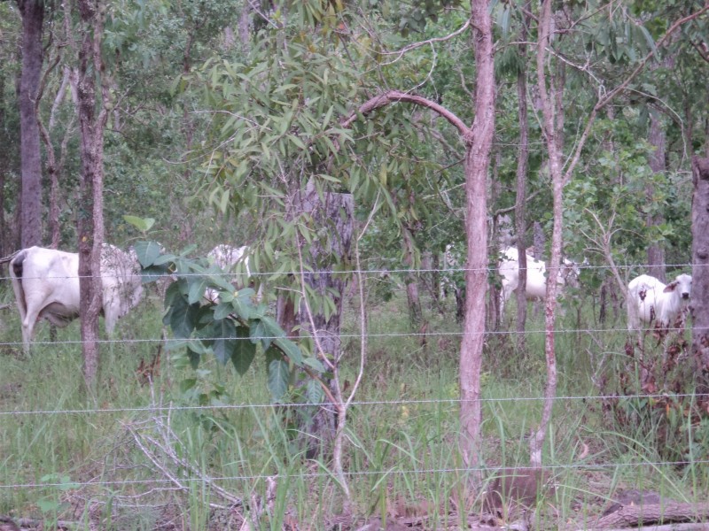 Tolga QLD 4882