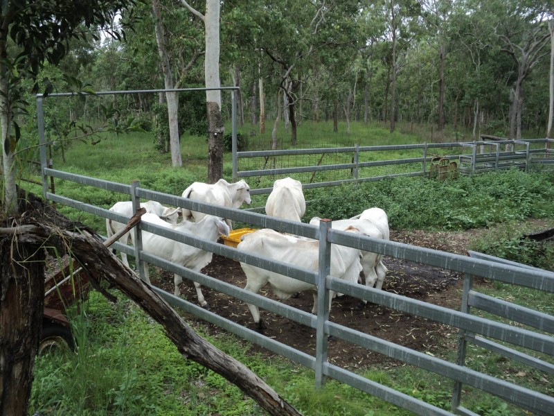 Tolga QLD 4882