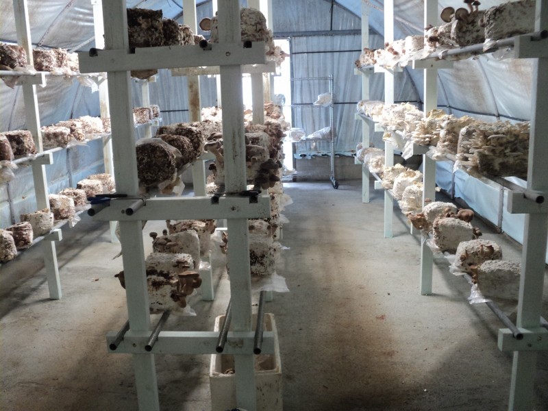 Upper Barron QLD 4883