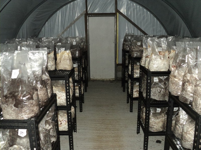 Upper Barron QLD 4883