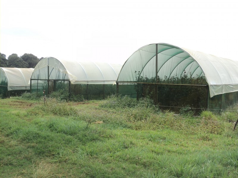 Upper Barron QLD 4883