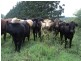 Malanda QLD 4885