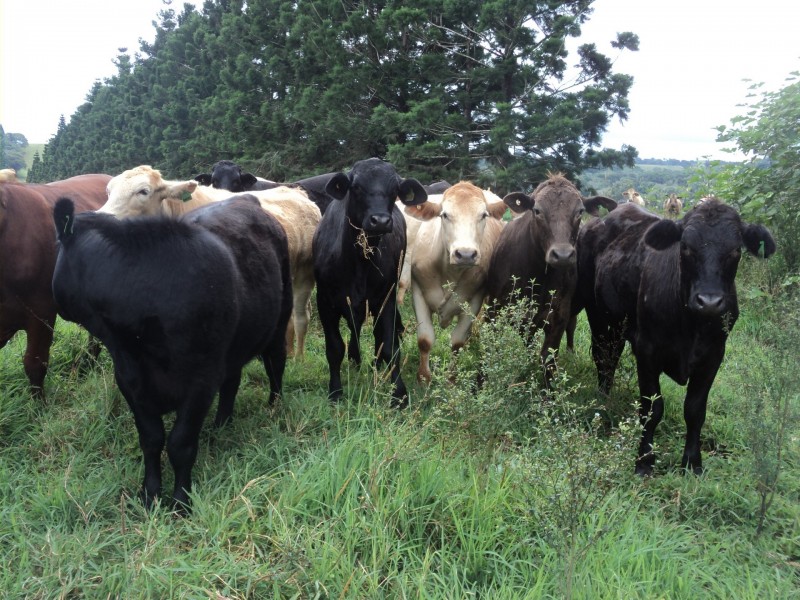 Malanda QLD 4885