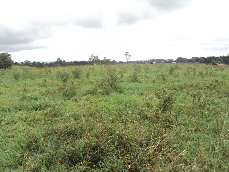 Malanda QLD 4885