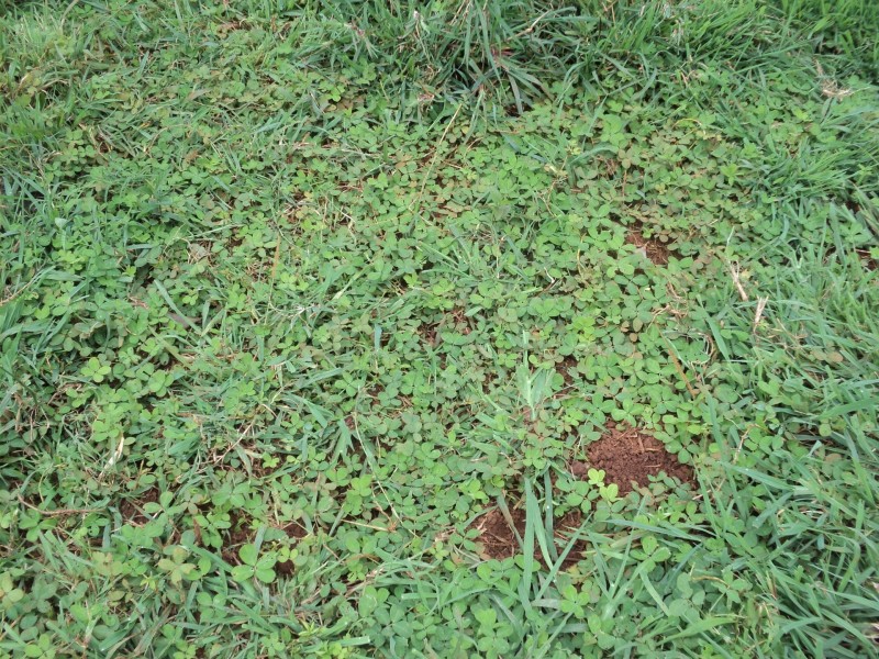 Malanda QLD 4885