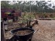 Herberton QLD 4887