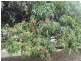 Mareeba QLD 4880