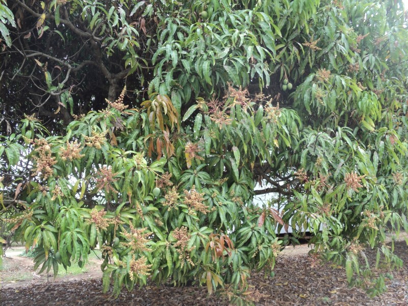 Mareeba QLD 4880