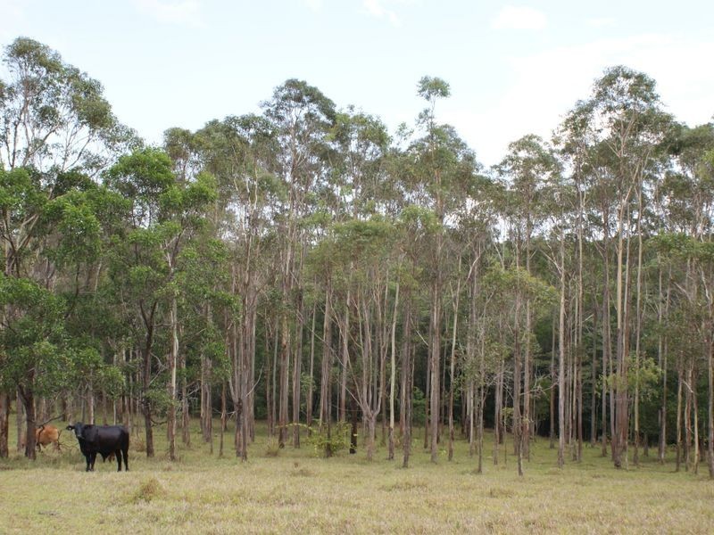 Yungaburra QLD 4884