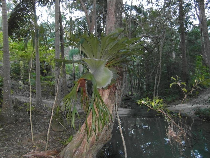 314 Trees Rd, Tallebudgera QLD 4228