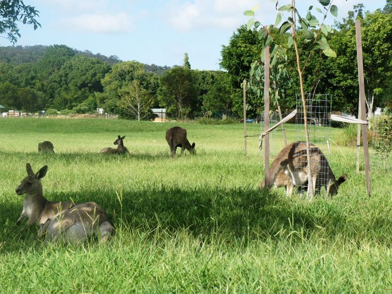 4 Jingree Perch, Currumbin Valley QLD 4223