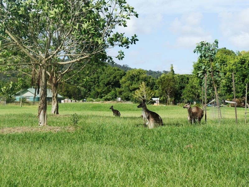 4 Jingree Perch, Currumbin Valley QLD 4223