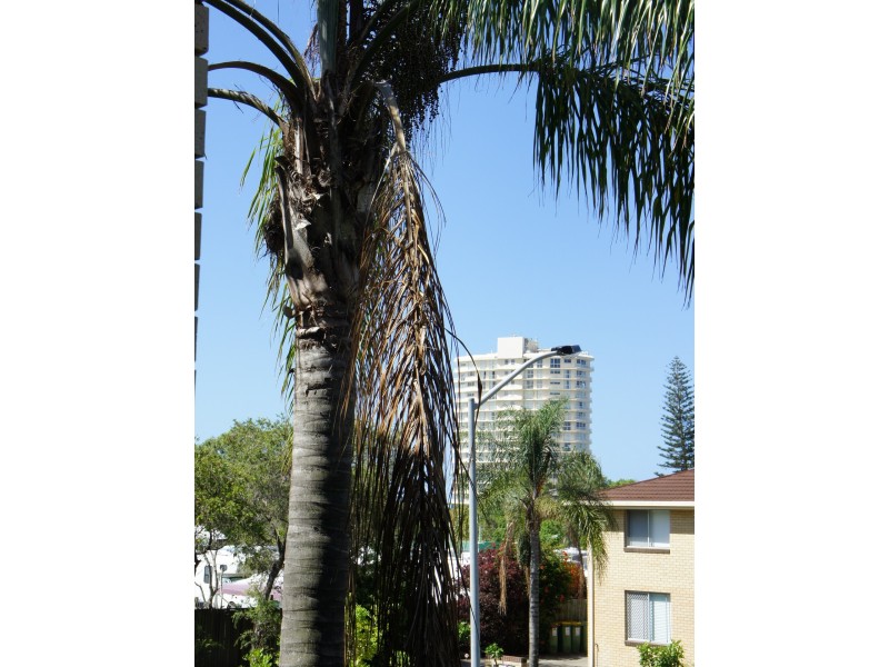 Unit 2/10 Allara Avenue, Palm Beach QLD 4221