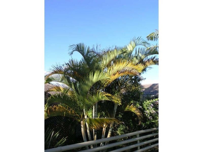 56 Clives Crt, Currumbin Waters QLD 4223