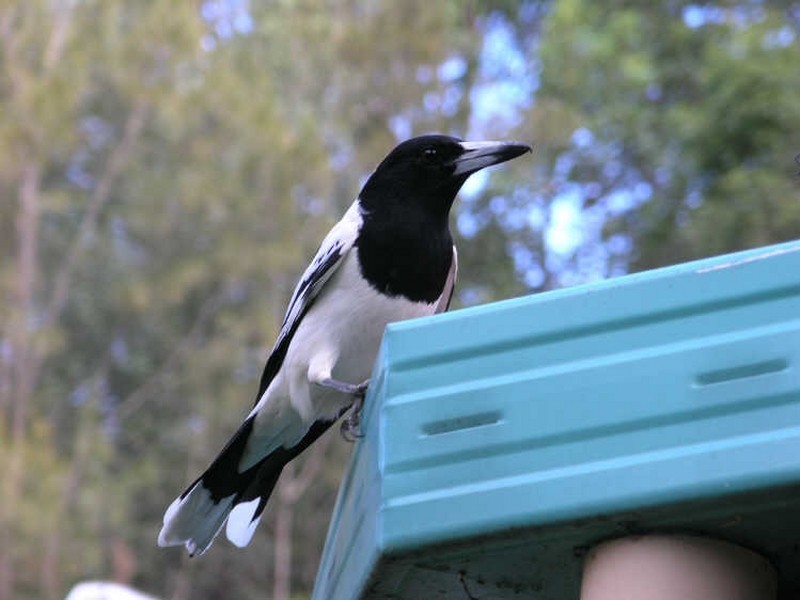 5 Benaroon Court, Tallebudgera QLD 4228