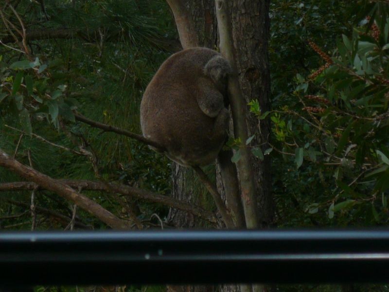 64 Doubleview Drive, Elanora QLD 4221