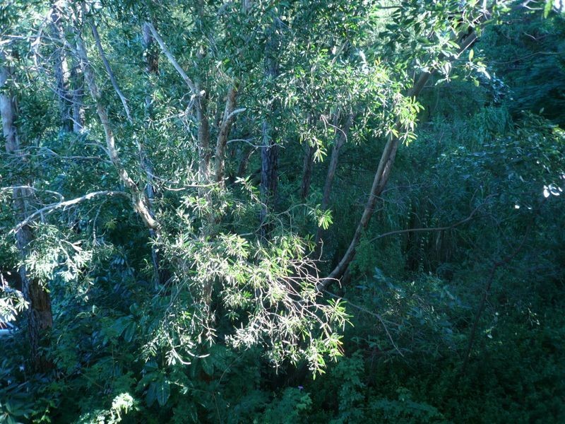 64 Doubleview Drive, Elanora QLD 4221