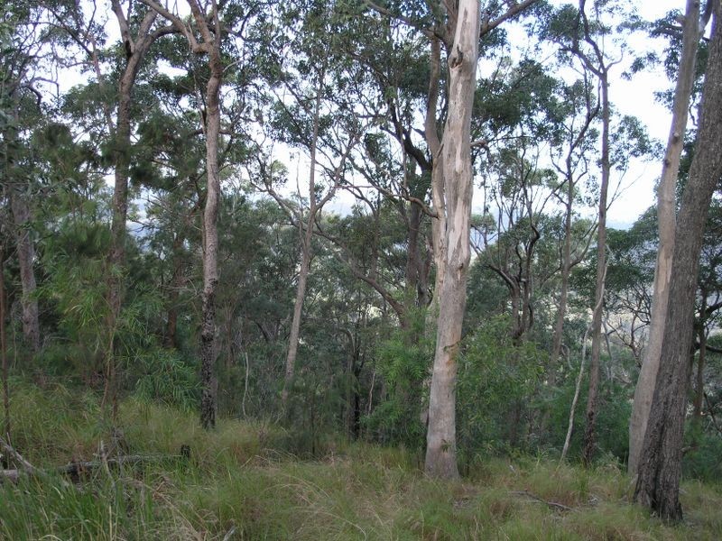 860 Tallebudgera Creek Road, Tallebudgera Valley QLD 4228