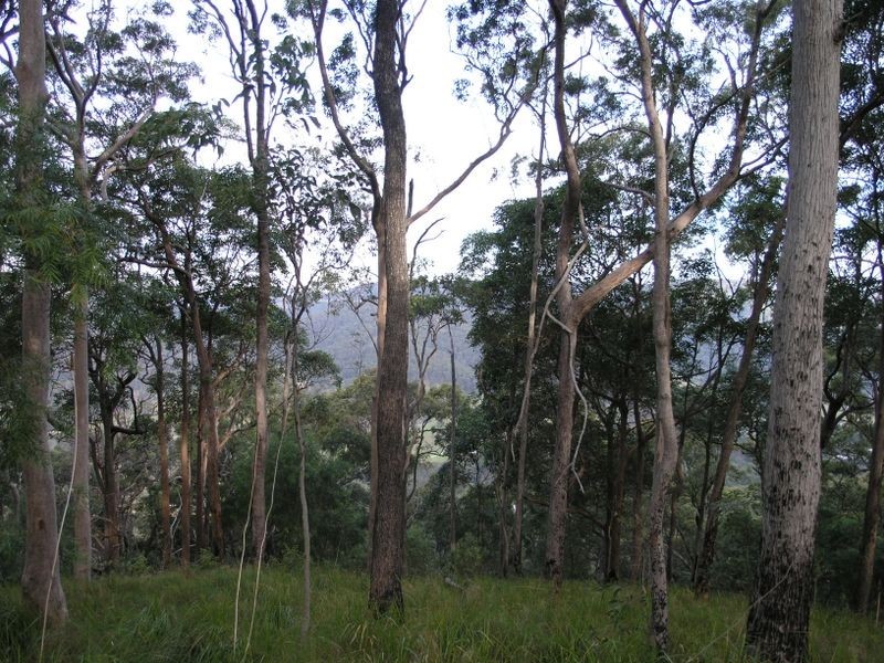 860 Tallebudgera Creek Road, Tallebudgera Valley QLD 4228