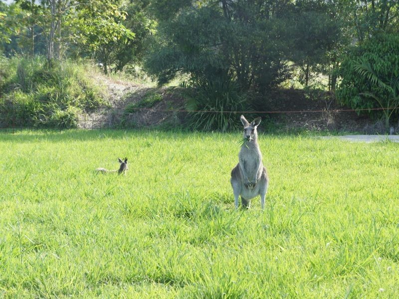 1 Natures Close, Currumbin Valley QLD 4223